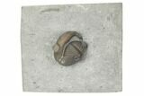 Wide, Enrolled Eldredgeops Trilobite Fossil - Silica Shale, Ohio #191151-1